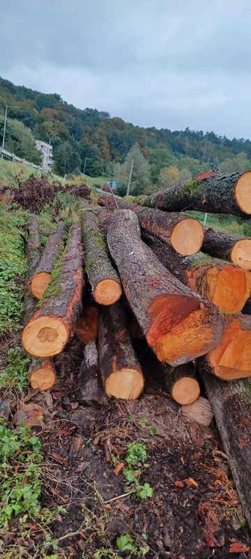 ROUND ALDER WOOD WITH BARK 