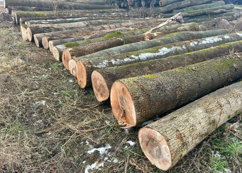ROUND ASH WOOD WITH BARK 