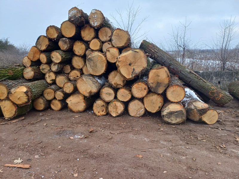 ROUND OAK WOOD WITH BARK 
