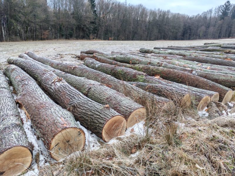 ROUND OAK WOOD WITH BARK 