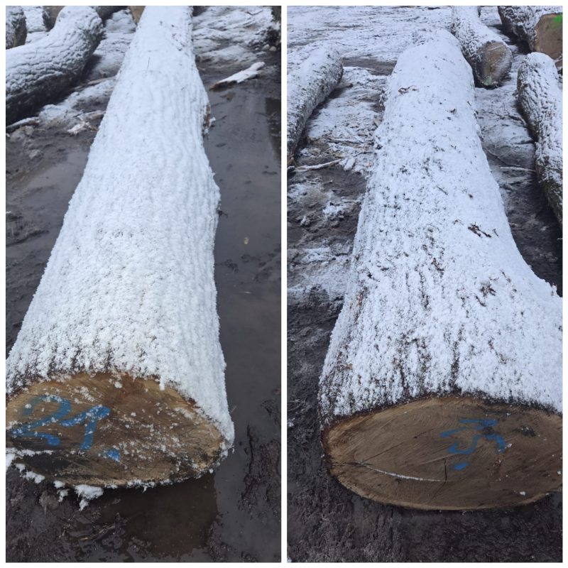 ROUND OAK WOOD WITH BARK 