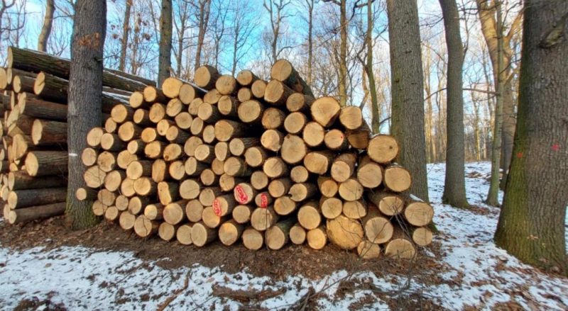 ROUND OAK WOOD WITH BARK 