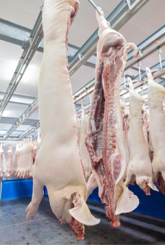 SIDE OF PORK Pork half carcass