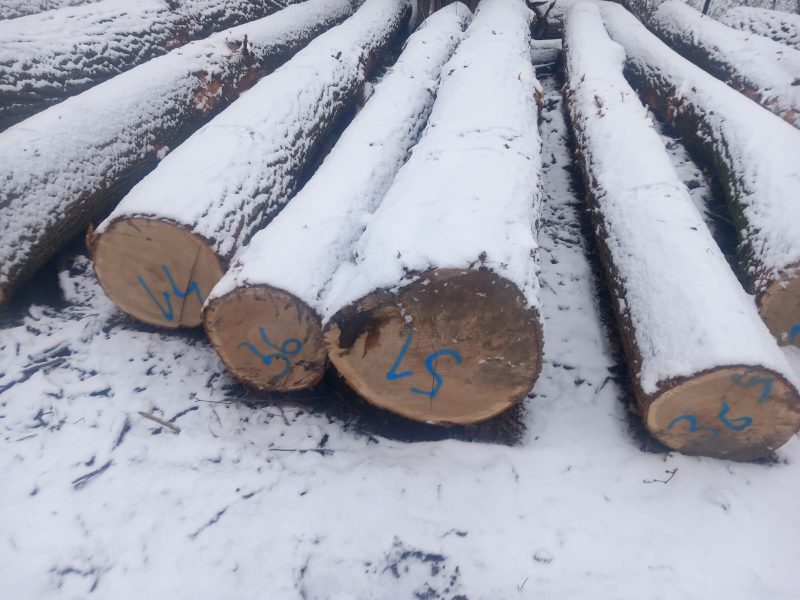 ROUND OAK WOOD WITH BARK 