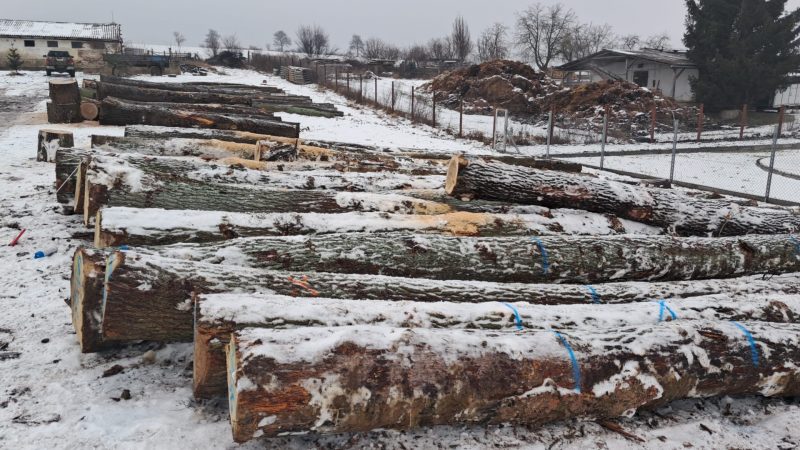 ROUND OAK WOOD WITH BARK 