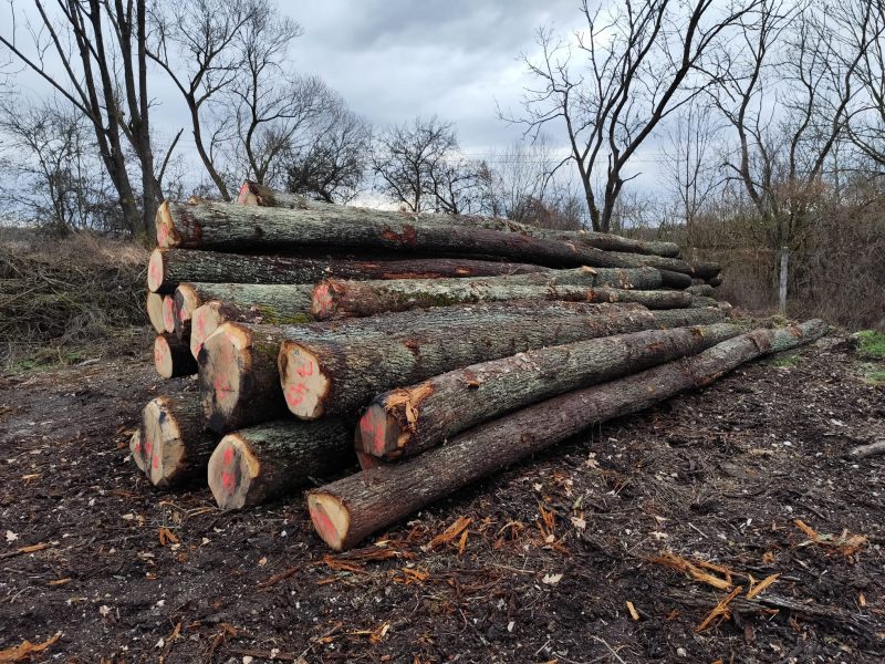 ROUND OAK WOOD WITH BARK 