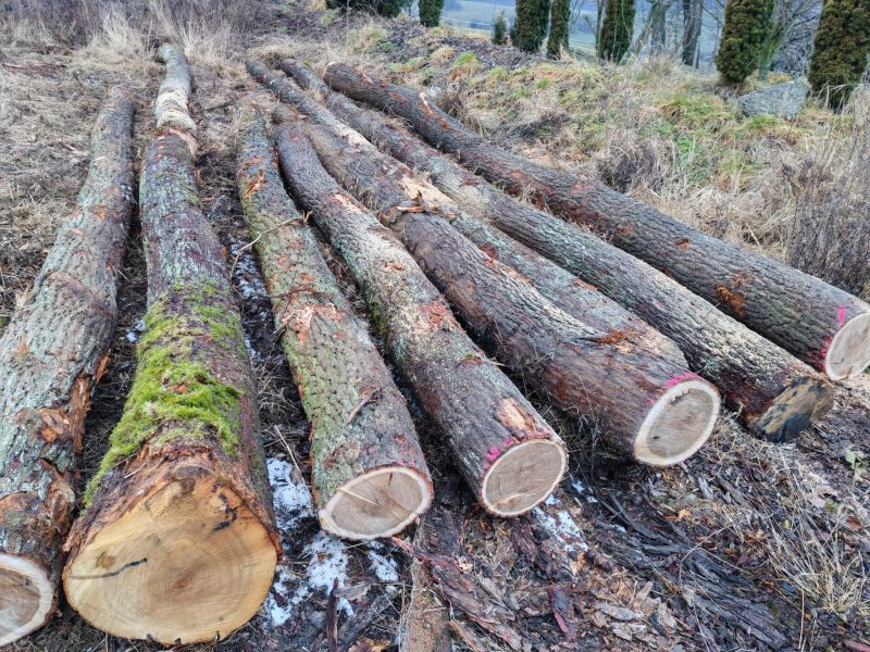 ROUND OAK WOOD WITH BARK 