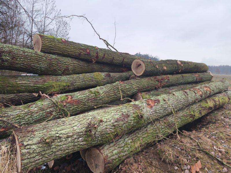 ROUND OAK WOOD WITH BARK 