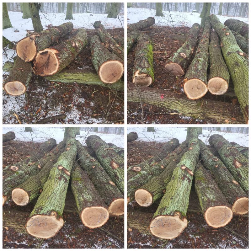 ROUND OAK WOOD WITH BARK 