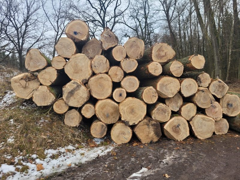 ROUND OAK WOOD WITH BARK 