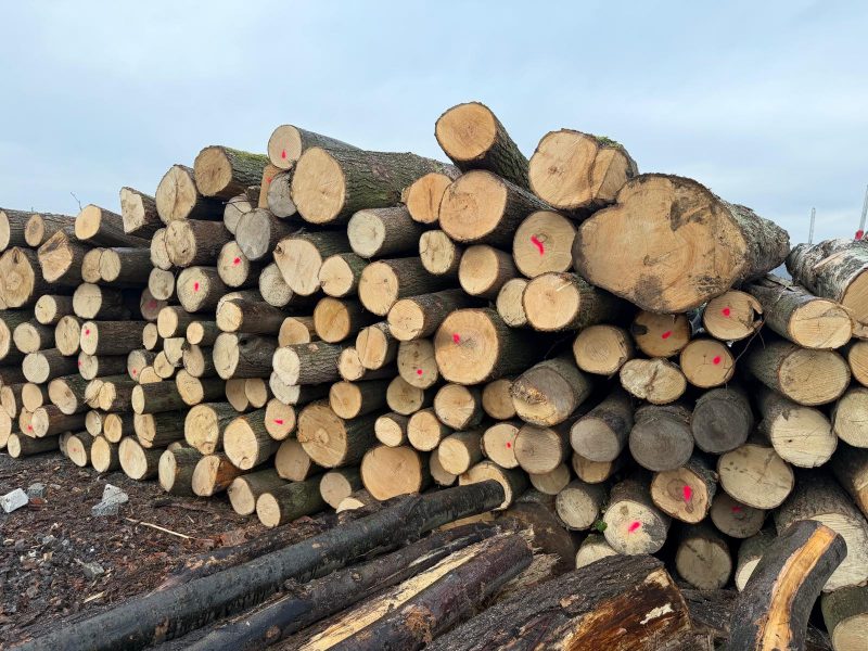 LIME TIMBER ROUND WITH BARK 