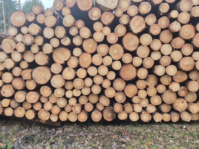 ROUND PINEWOOD WITH BARK 