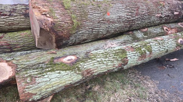 ROUND OAK WOOD WITH BARK