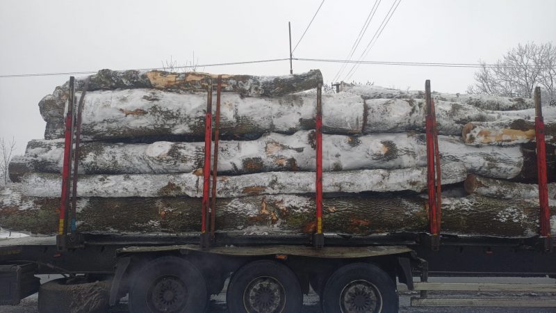 ROUND ASH WOOD WITH BARK 