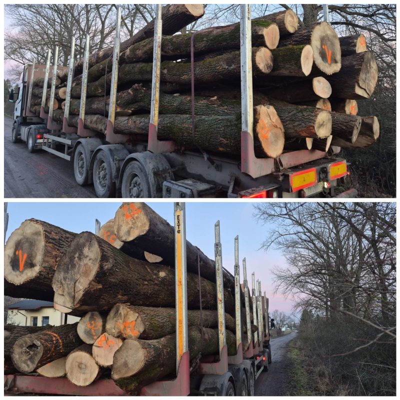 ROUND ASH WOOD WITH BARK 