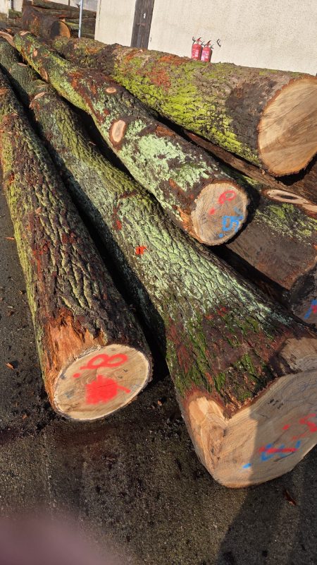 image ROUND OAK WOOD WITH BARK  EUROEXPO-NET