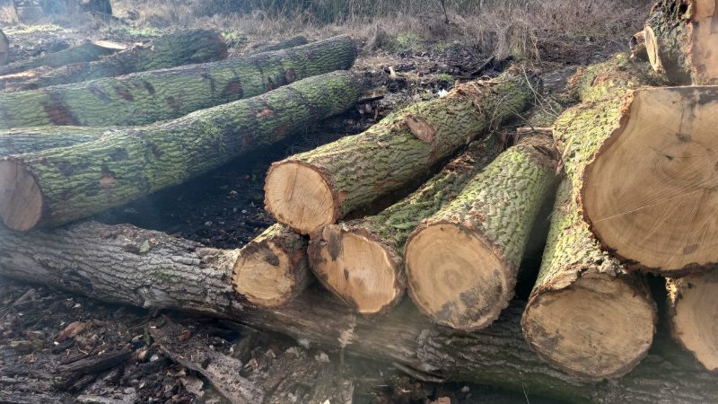 image ROUND OAK WOOD WITH BARK  EUROEXPO-NET