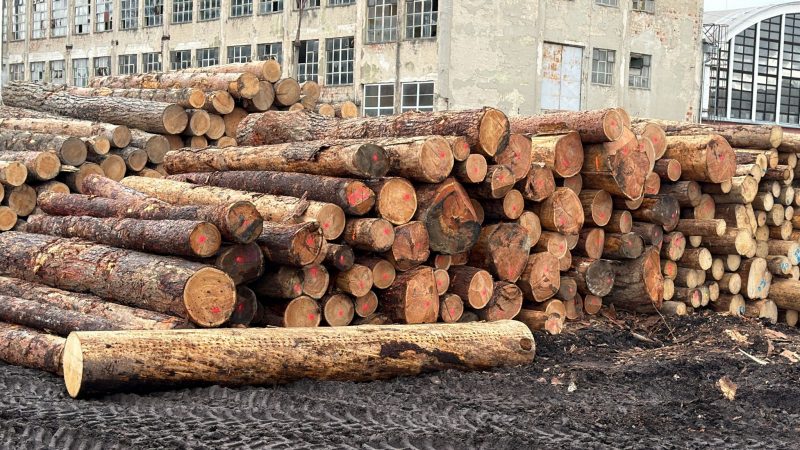 LARCH WOOD ROUND WITH BARK 