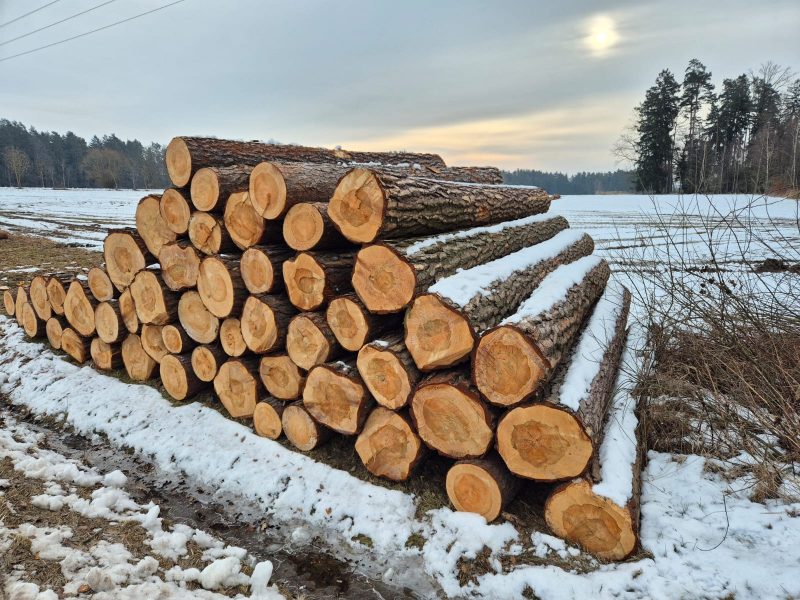 ROUND PINEWOOD WITH BARK 