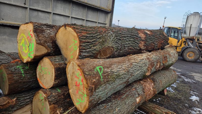 ROUND OAK WOOD WITH BARK 