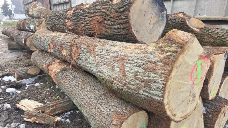 ROUND OAK WOOD WITH BARK 