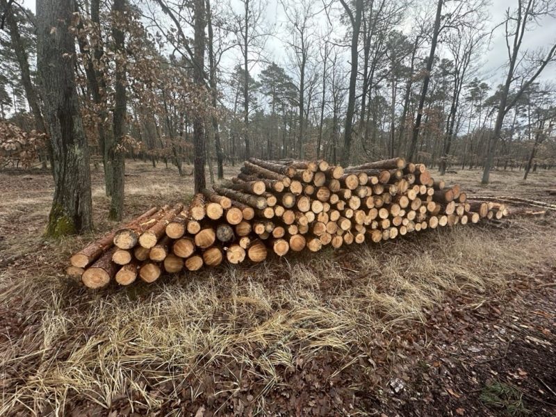 ROUND PINEWOOD WITH BARK 