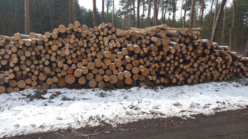 ROUND PINEWOOD WITH BARK 