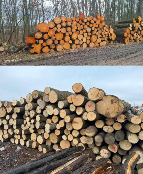 ROUND ALDER WOOD WITH BARK