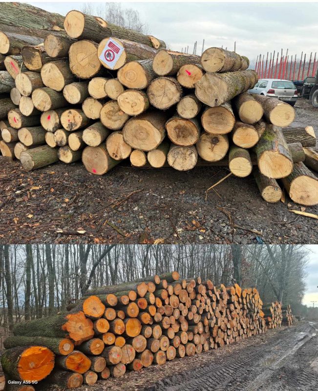 LIME TIMBER ROUND WITH BARK 