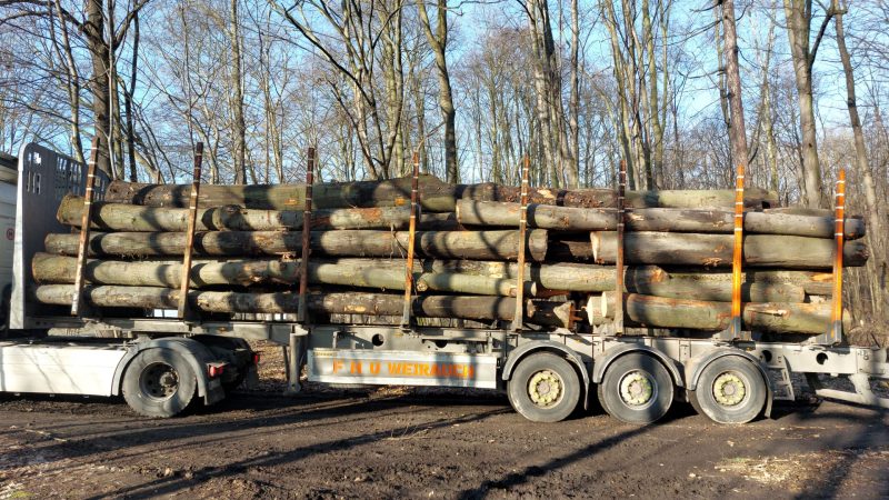 ROUND OAK WOOD WITH BARK 