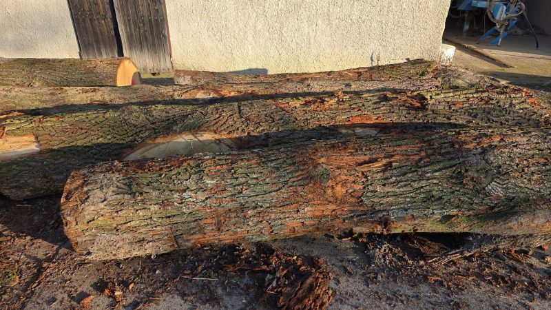 ROUND OAK WOOD WITH BARK 