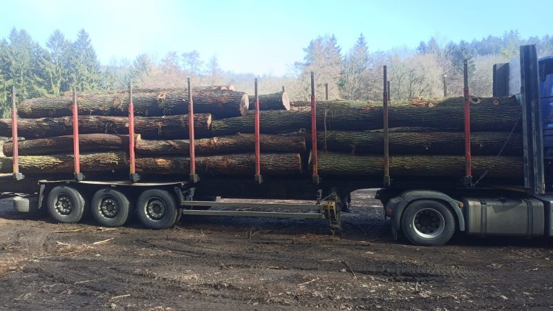 ROUND OAK WOOD WITH BARK 
