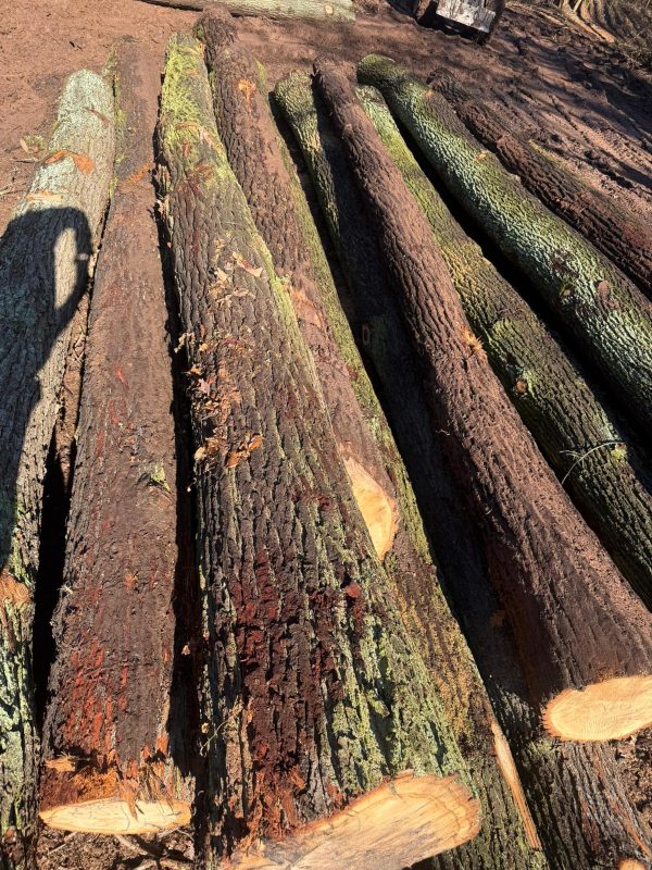 ROUND OAK WOOD WITH BARK 