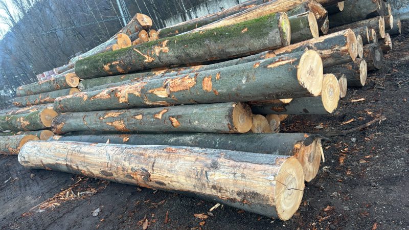 ROUND BEECHWOOD WITH BARK 