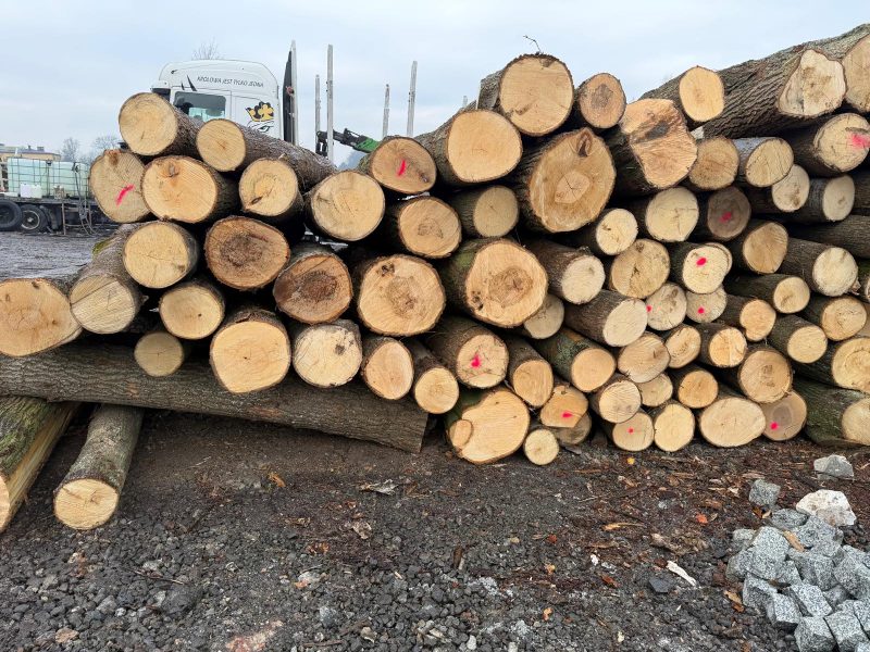 LIME TIMBER ROUND WITH BARK 
