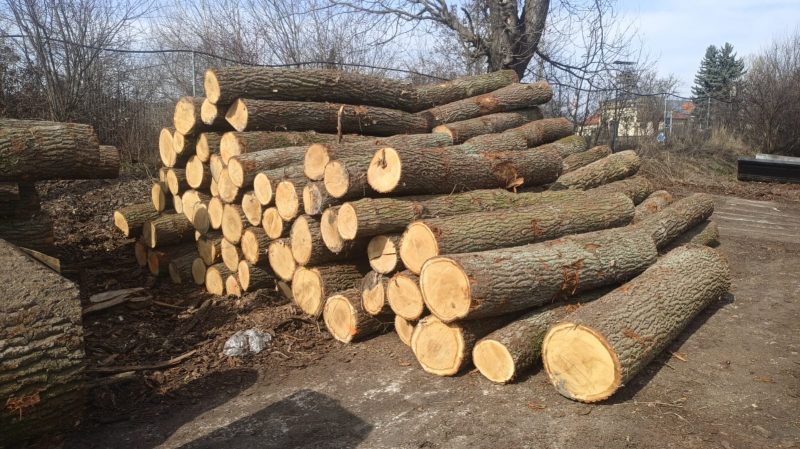 ROUND OAK WOOD WITH BARK 