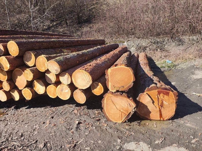 LARCH WOOD ROUND WITH BARK 