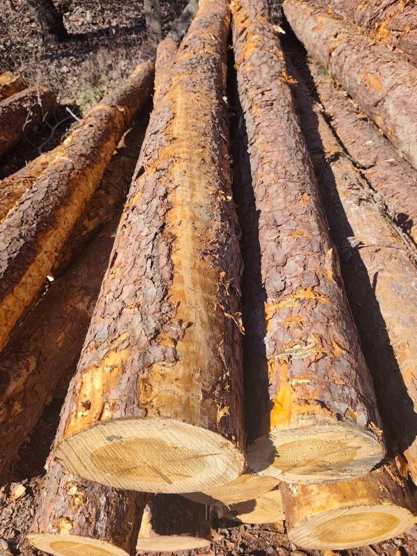 ROUND PINEWOOD WITH BARK 
