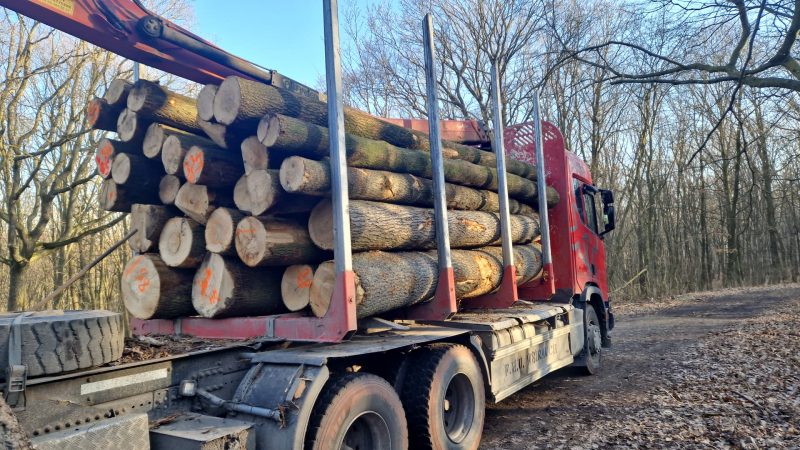 ROUND ASH WOOD WITH BARK 