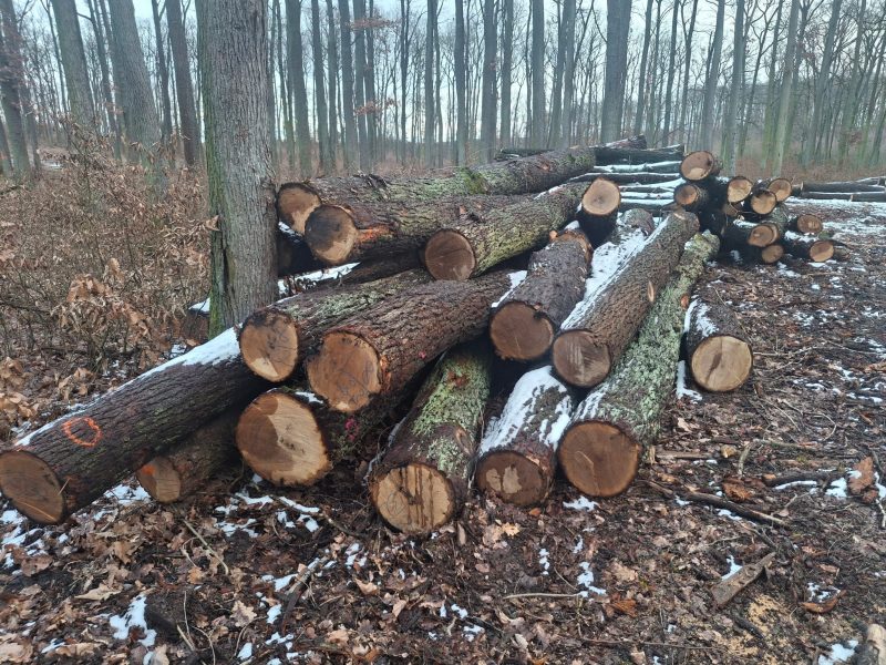 ROUND OAK WOOD WITH BARK 