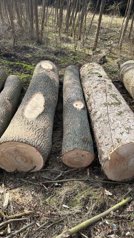 ROUND ASH WOOD WITH BARK 