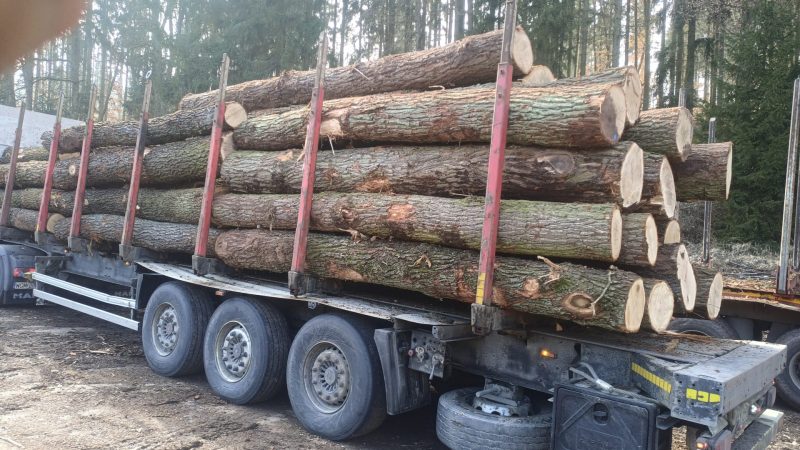 ROUND OAK WOOD WITH BARK 