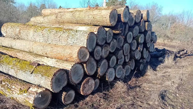 POPLAR LOGS 