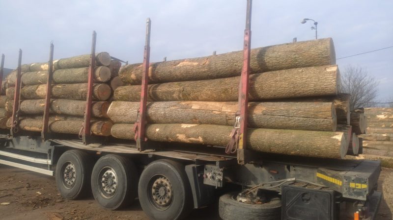 ROUND ASH WOOD WITH BARK 