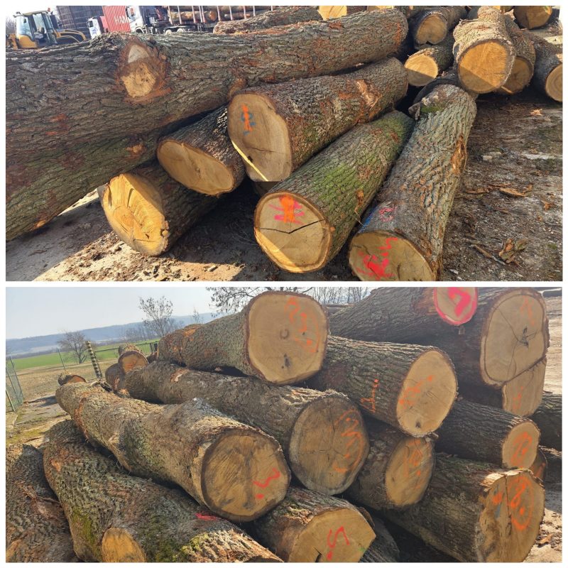 ROUND OAK WOOD WITH BARK 