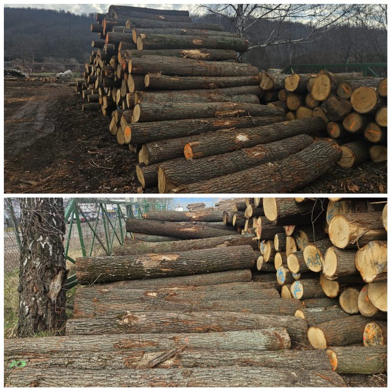 ROUND OAK WOOD WITH BARK 