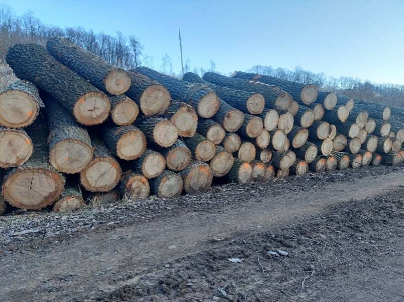 ROUND OAK WOOD WITH BARK 