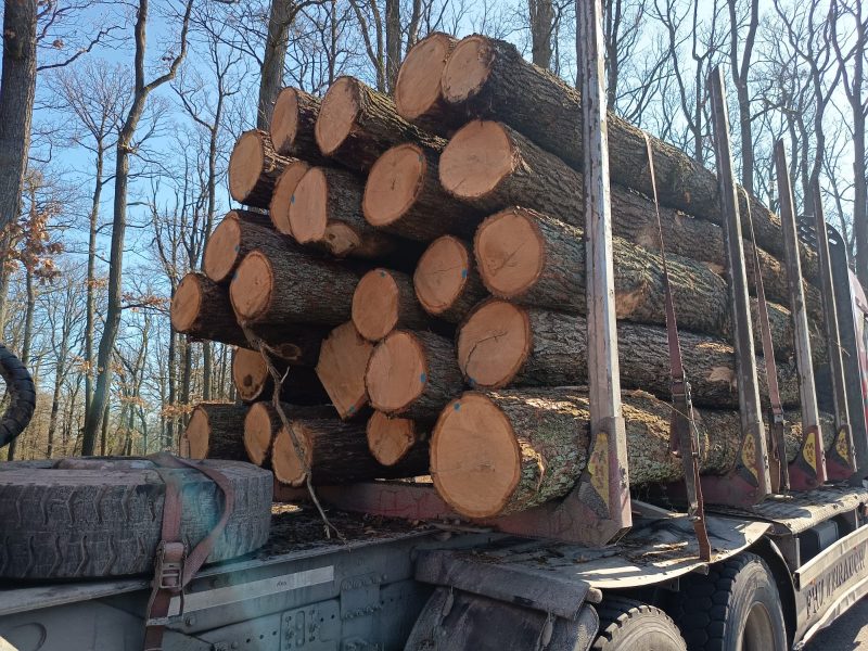 ROUND OAK WOOD WITH BARK 