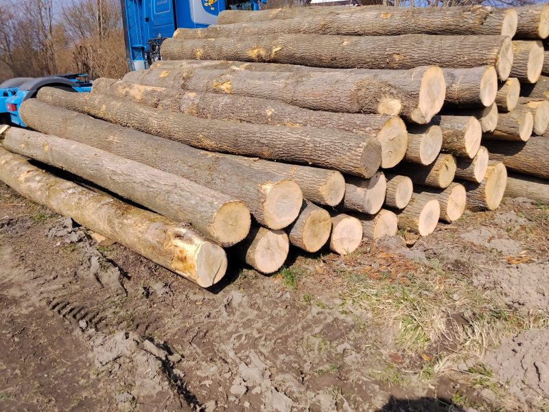 ROUND ASH WOOD WITH BARK 