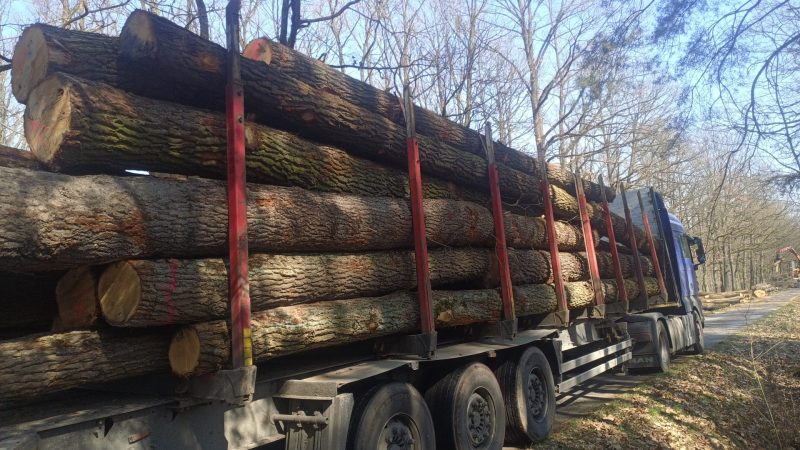 ROUND OAK WOOD WITH BARK 
